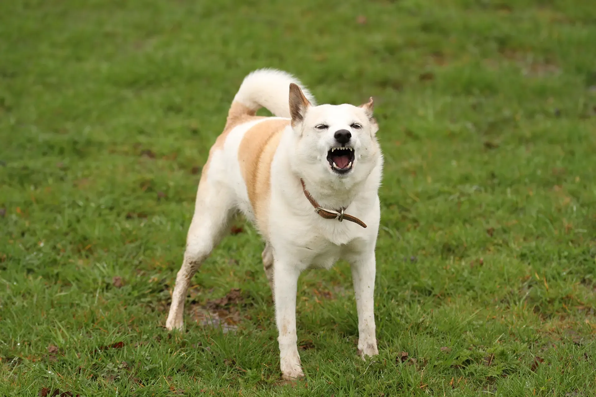 Common Injuries In Dog Attack Lawsuits
