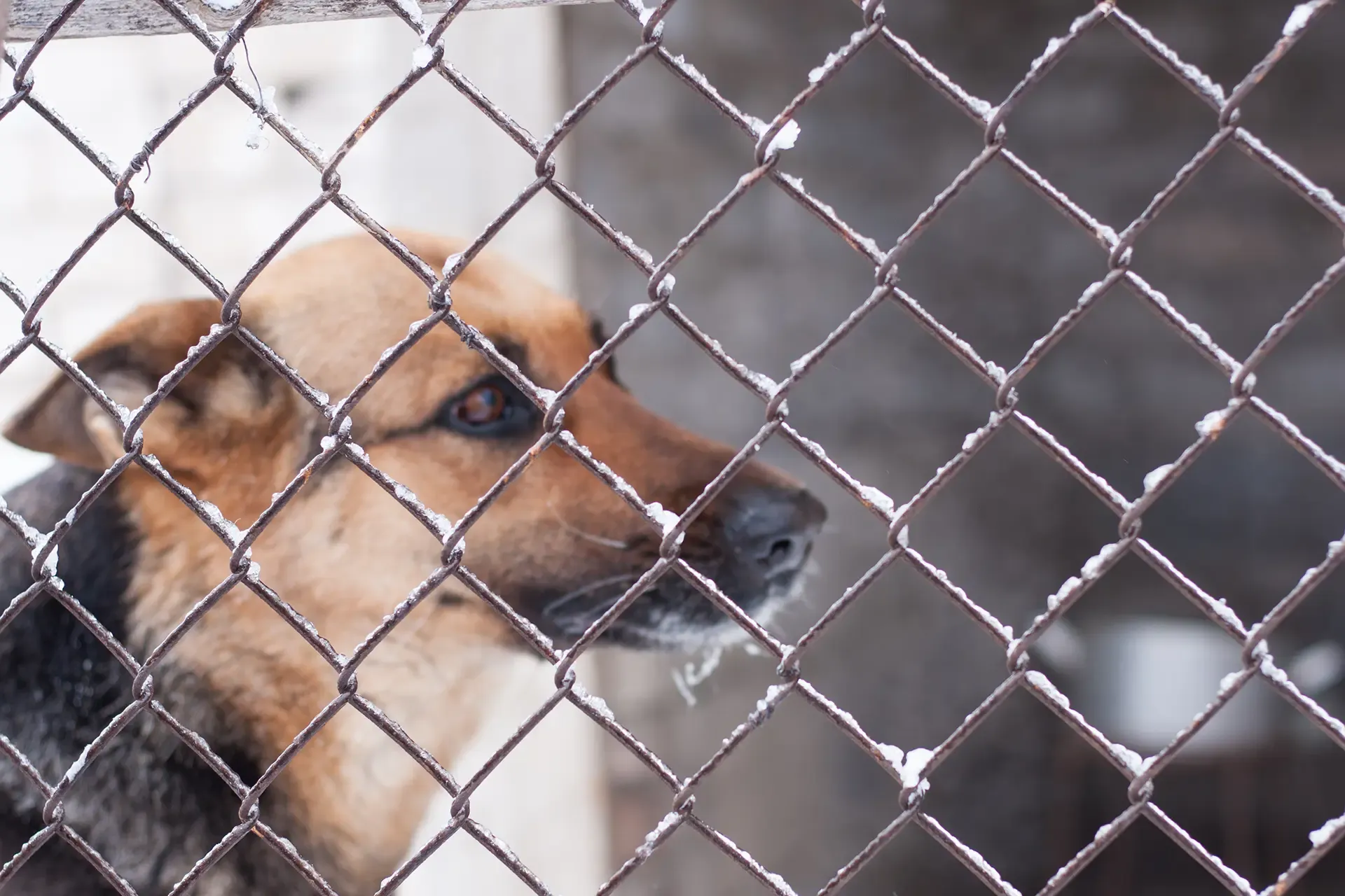 Dog Attacks Pits Illinois Pet Owners