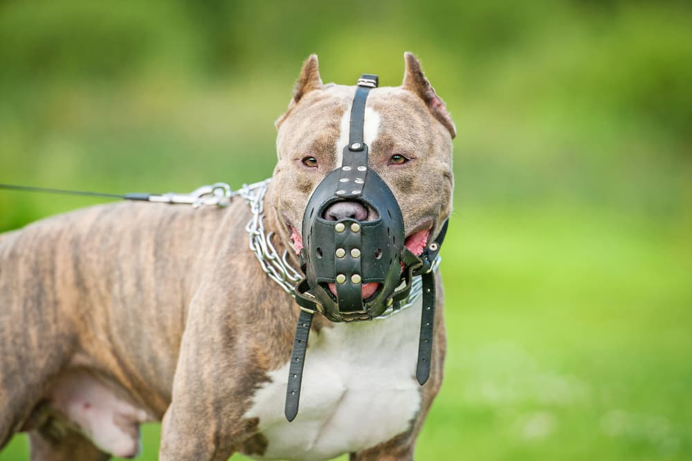 New Dog Bite Legislation In Illinois