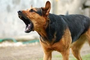 Lake County dog attack lawyer