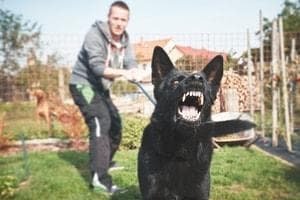 dog bites-Waukegan