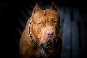 Lake County dog bite lawyer
