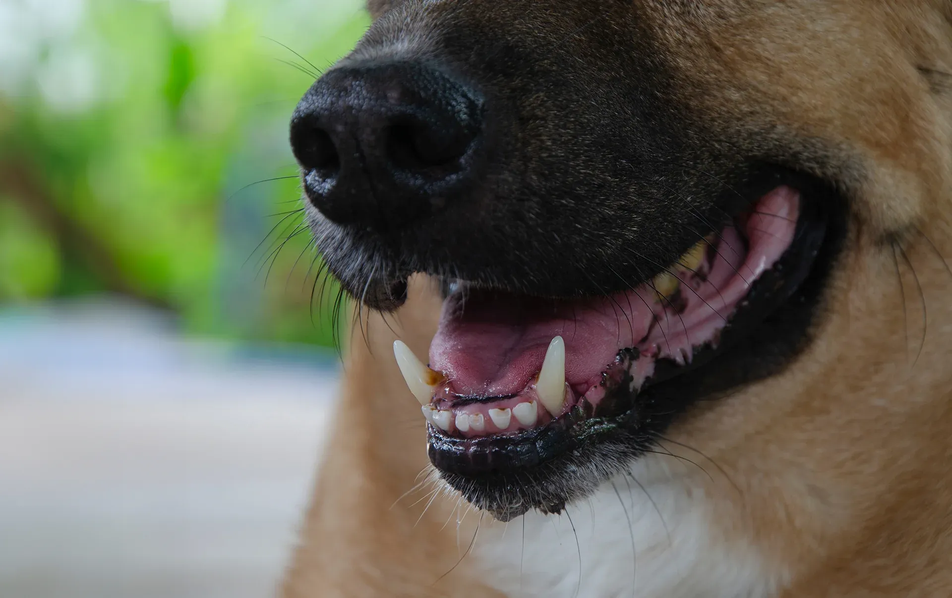 Can I Sue A Dog Owner If I Was Bitten By Their Dog Can I Sue A Dog Owner If I Was Bitten By Their Dog