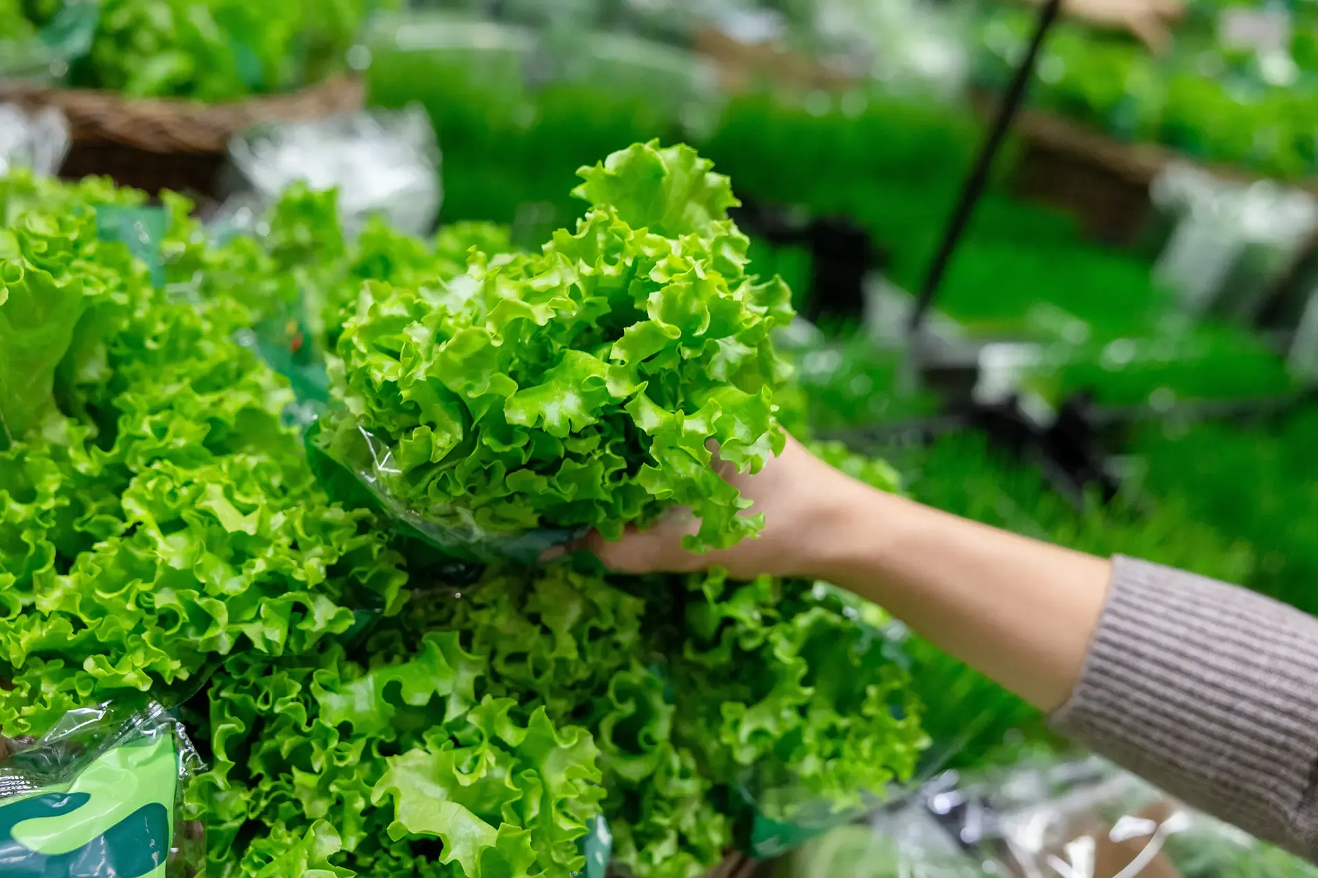 Can I Sue If I Was Infected With E Coli Due To Contaminated Lettuce Can I Sue If I Was Infected With E Coli Due To Contaminated Lettuce