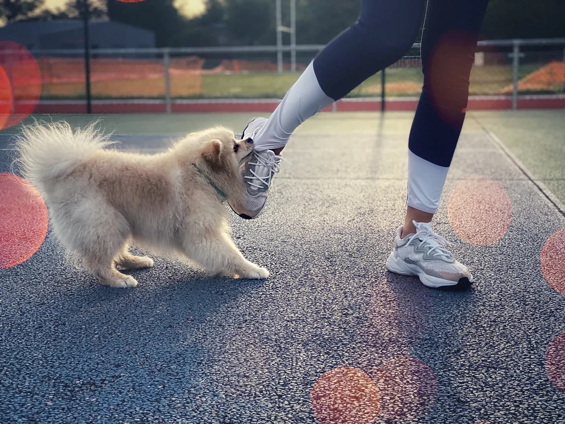 Do You Have To Report A Dog Bite In Illinois Do You Have To Report A Dog Bite In Illinois