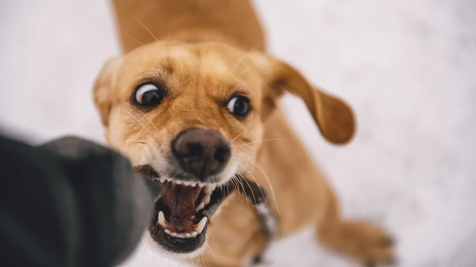 Dog Bite Statue 02