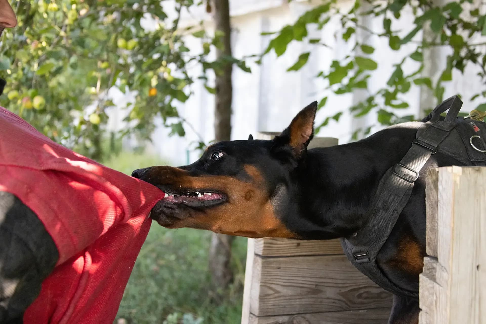 Legal Questions About Dog Attacks In Illinois Legal Questions About Dog Attacks In Illinois