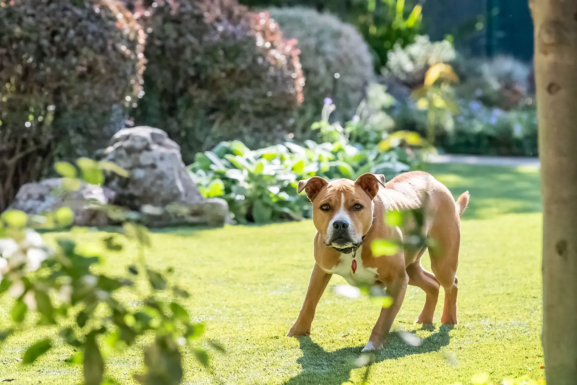 Two Year Old Girl Killed By Two Dogs In Chicago Two Year Old Girl Killed By Two Dogs In Chicago