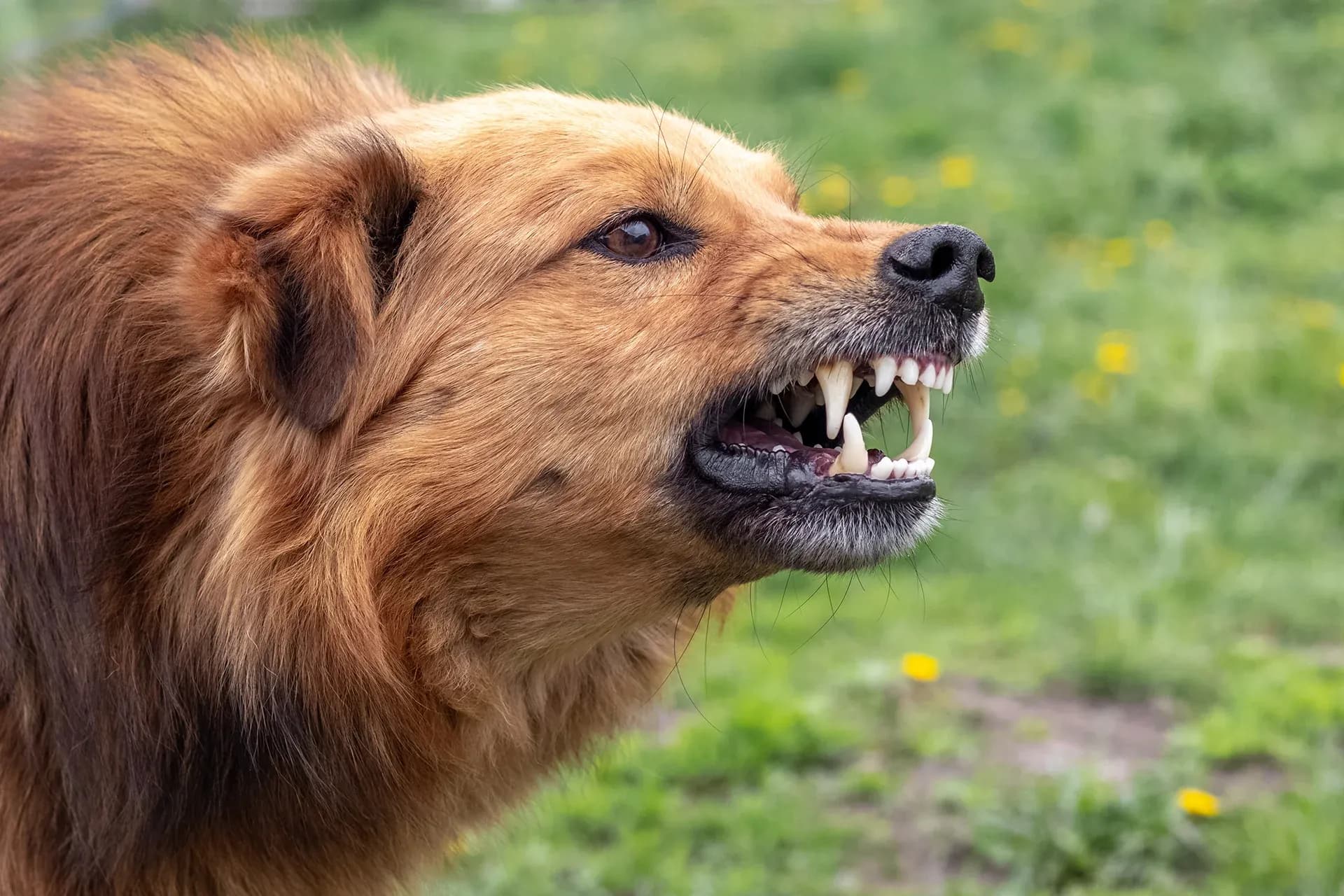 Understanding Illinois As A Strict Liability Dog Bite State Understanding Illinois As A Strict Liability Dog Bite State