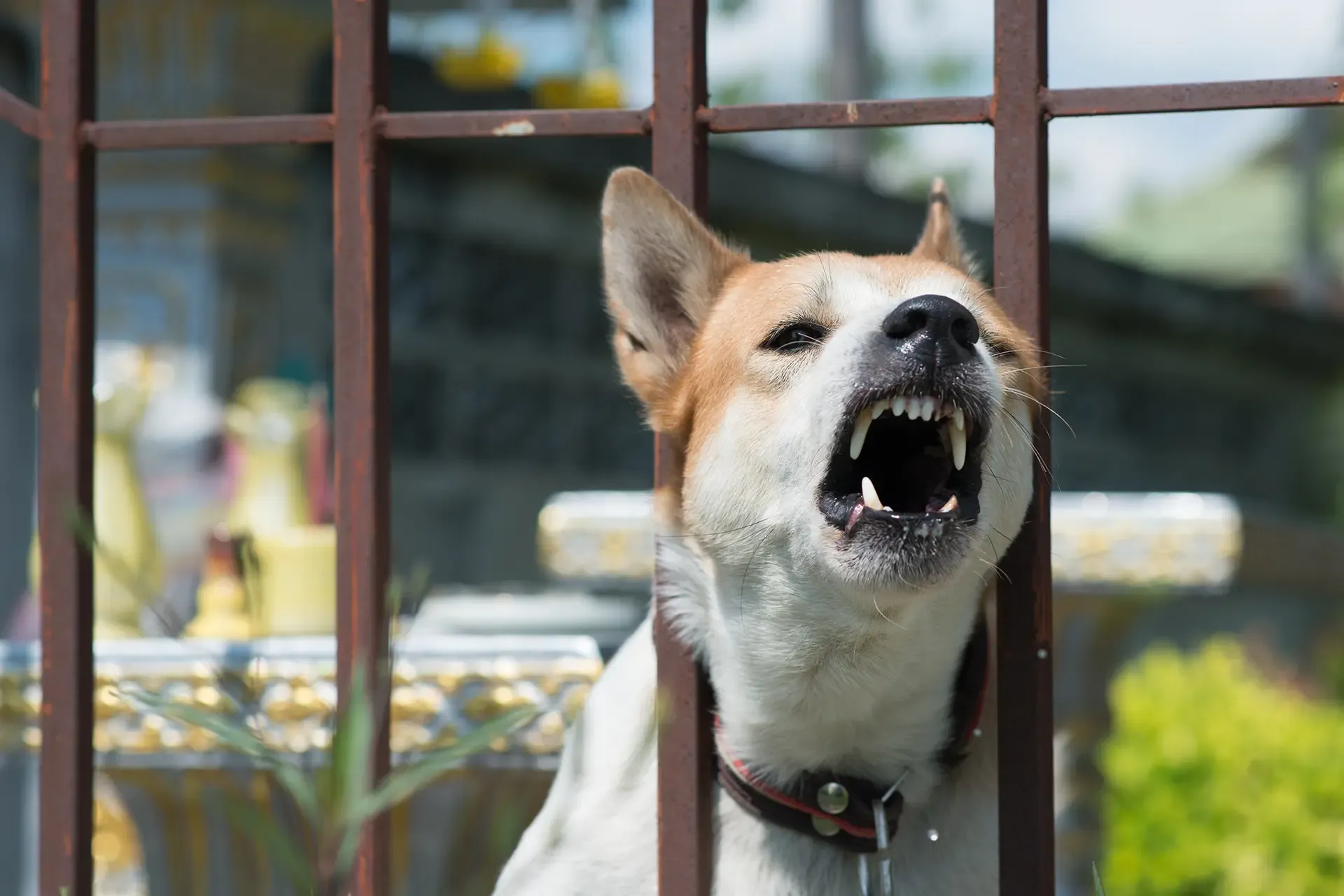 Who Is Legally Responsible For Injuries Caused By A Dog Who Is Legally Responsible For Injuries Caused By A Dog