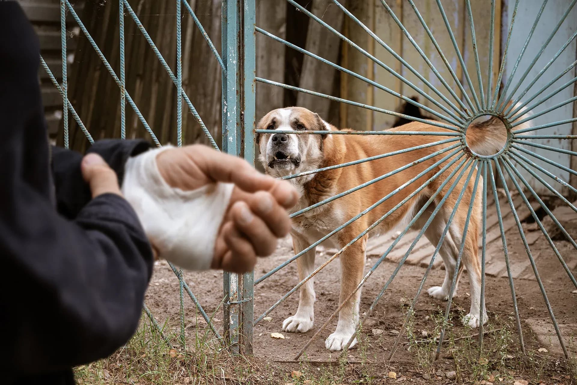 Who Pays For Medical Bills Resulting From A Dog Bite In Illinois Who Pays For Medical Bills Resulting From A Dog Bite In Illinois