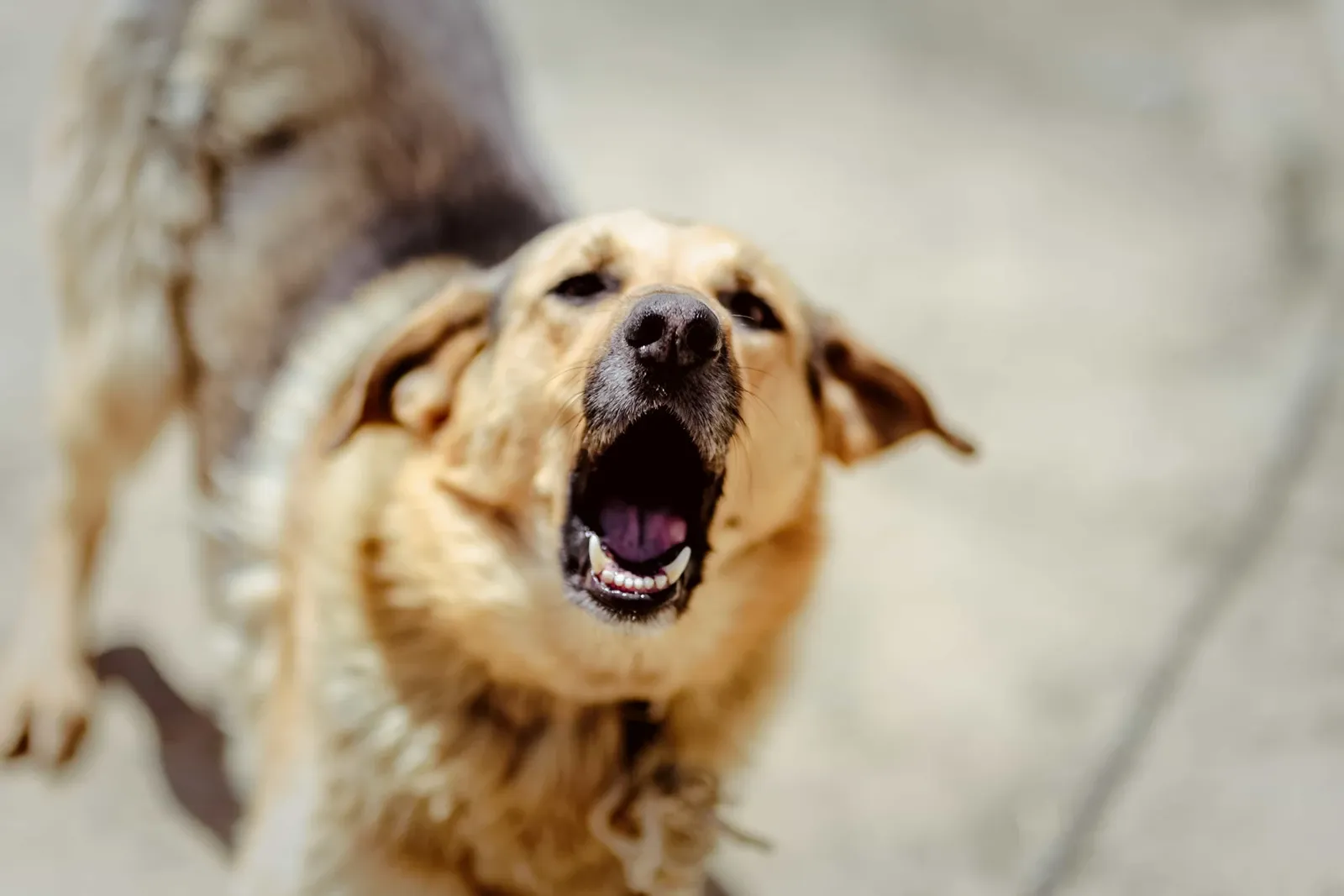personal-injury-practice-area-serious-premises-liability-dog-bite-01 personal-injury-practice-area-serious-premises-liability-dog-bite-01