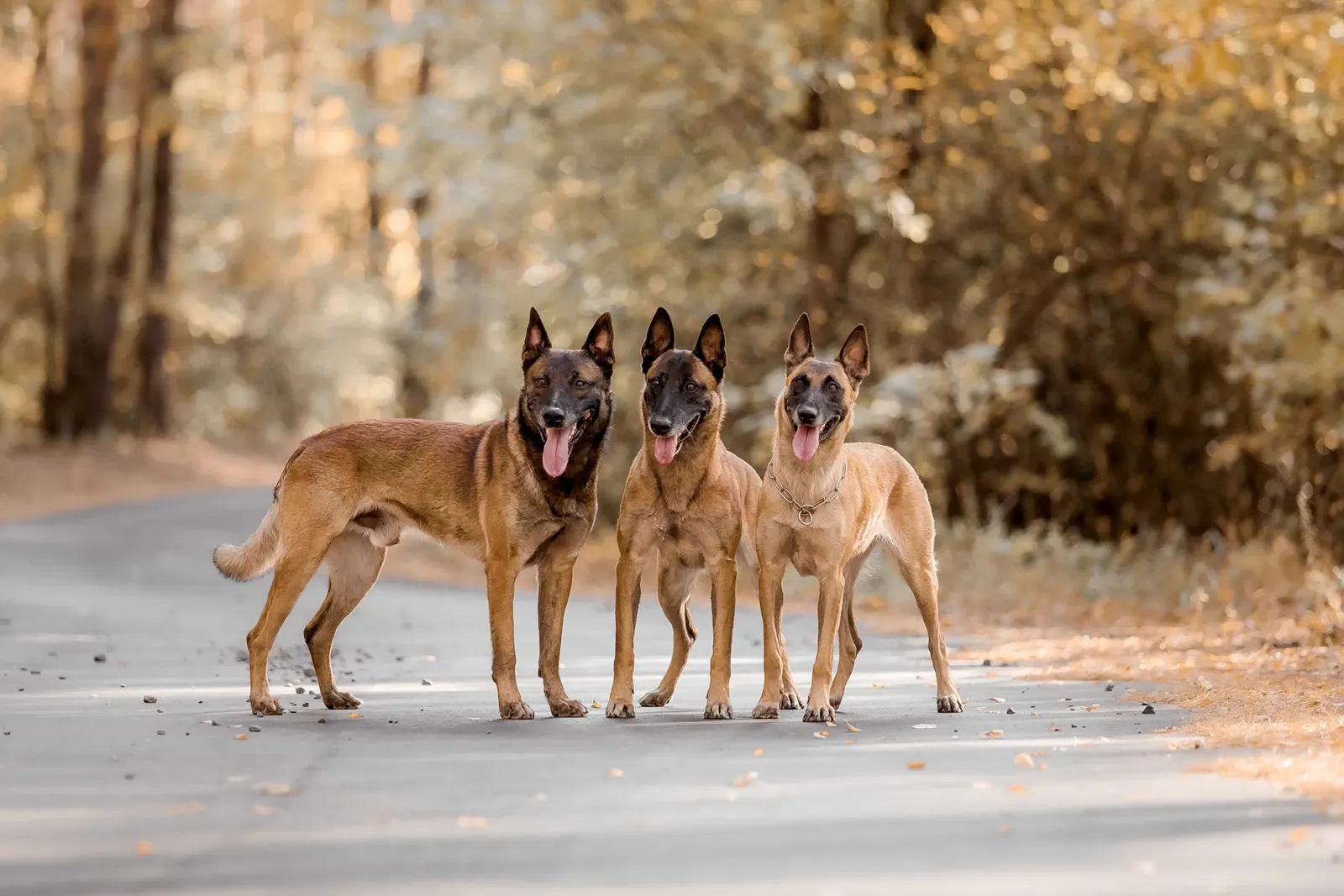personal-injury-practice-area-serious-premises-liability-dog-bite-02 personal-injury-practice-area-serious-premises-liability-dog-bite-02