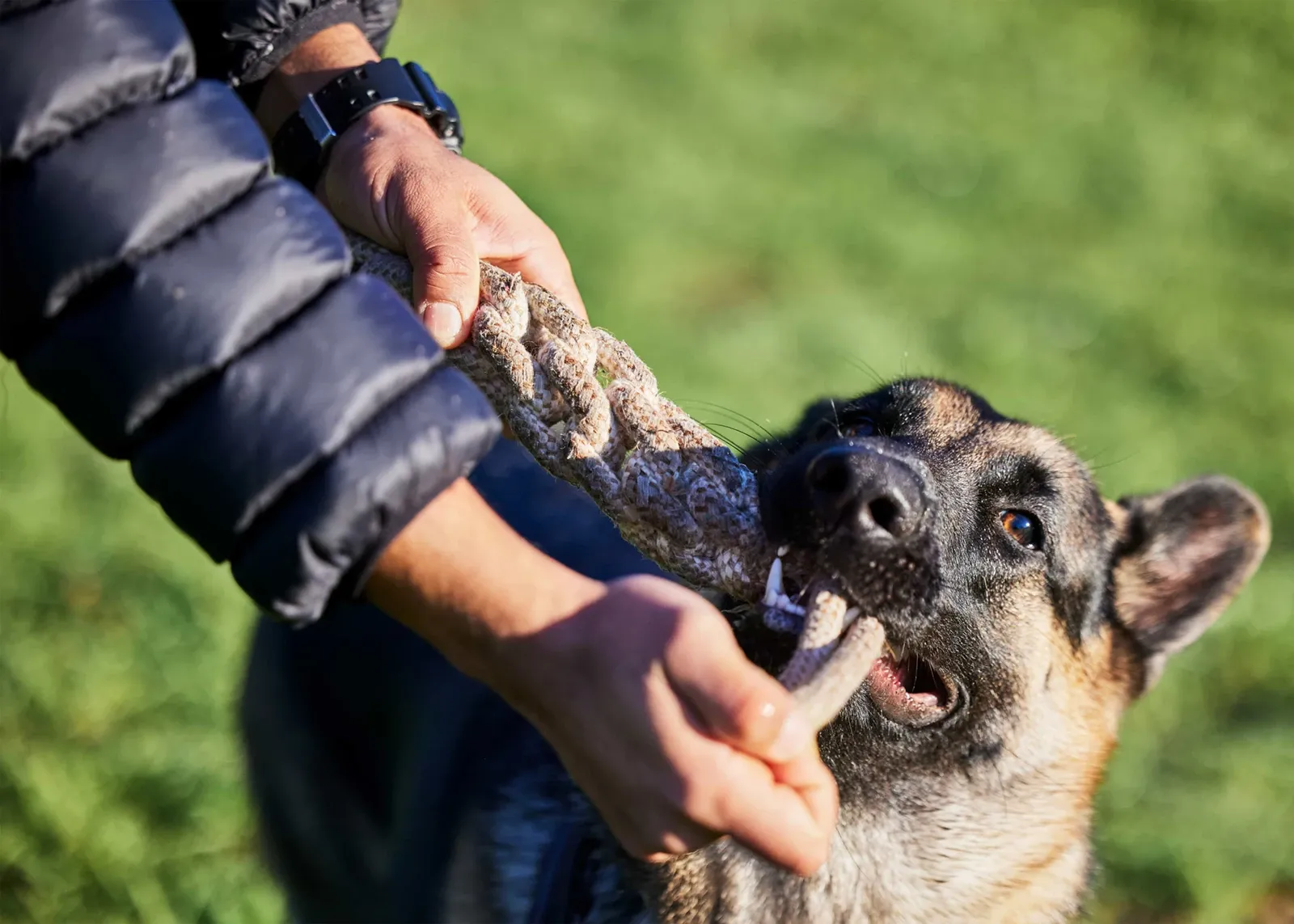 personal-injury-practice-area-serious-premises-liability-dog-bite-03 personal-injury-practice-area-serious-premises-liability-dog-bite-03
