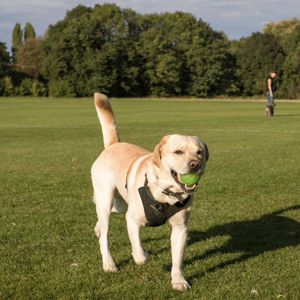 richmond-dog-bites-injuries-lawyers richmond-dog-bites-injuries-lawyers