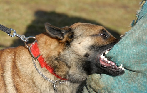 waukegan dog bite lawyer