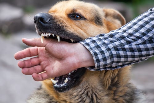 Libertyville Dog Bite Attorney