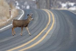 deer crashes